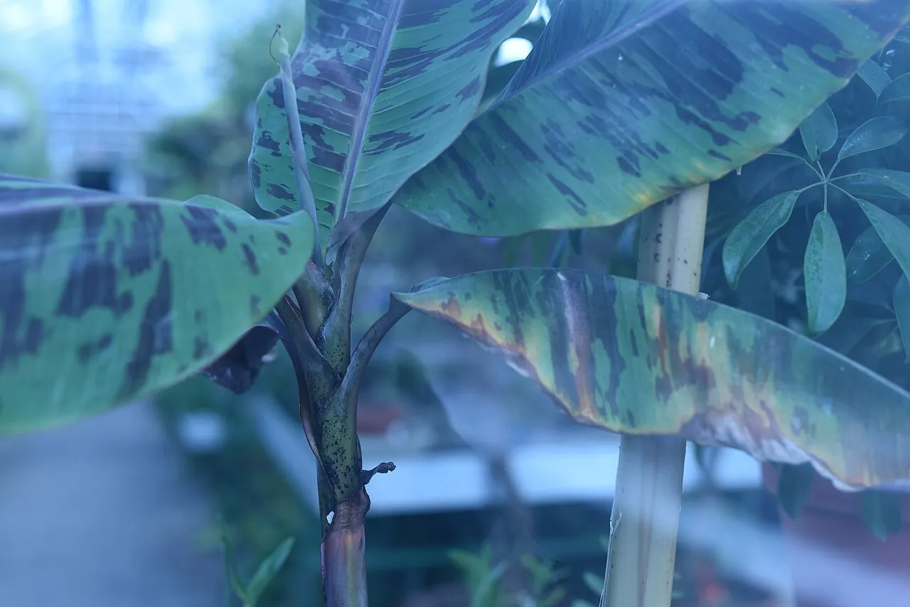 Greenhouse plants viewed through a window